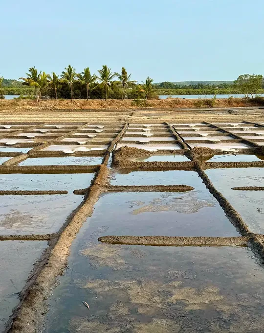 Building Bunds of Salt Fields