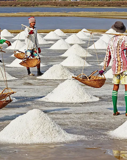 Harvesting of Salt Work